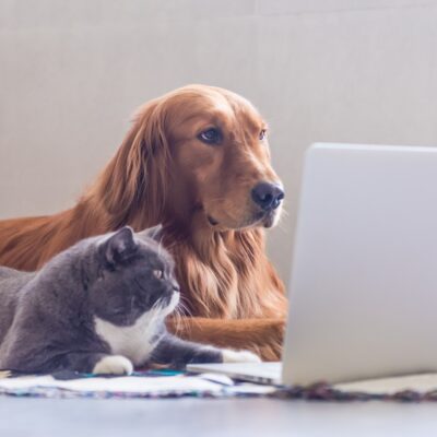 Image for choice number 8