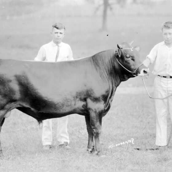 Z. Smith Reynolds with Reynolda's Champion Jersey Bull, 1925